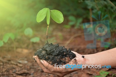 Plant In The Hand On Natural Background Stock Photo