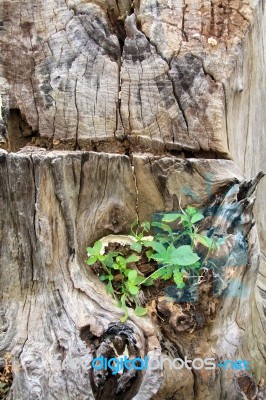 Plant In The Old Stump Stock Photo