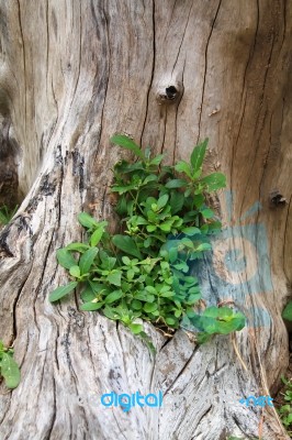 Plant In The Old Stump Stock Photo