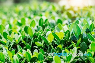 Plant Leaves In Rainy Season Stock Photo