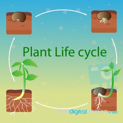 Plant Life Cycle Stock Image