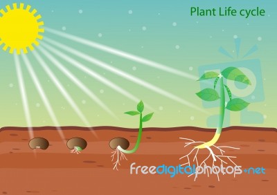 Plant Life Cycle Stock Image