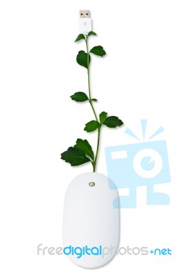 Plant Mouse Stock Photo