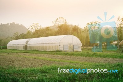 Plant Nursery Of Organic Vegetable Surrounded Stock Photo