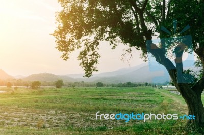 Plant Nursery Of Organic Vegetable Surrounded Stock Photo