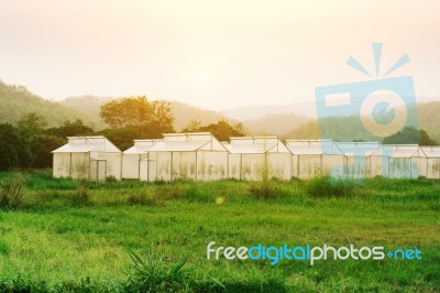 Plant Nursery Of Organic Vegetable Surrounded Stock Photo