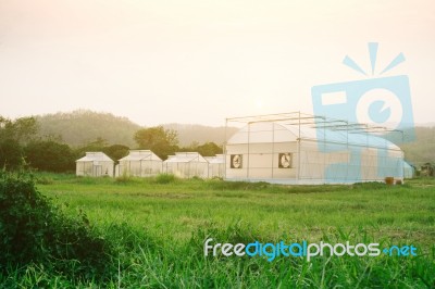 Plant Nursery Of Organic Vegetable Surrounded Stock Photo