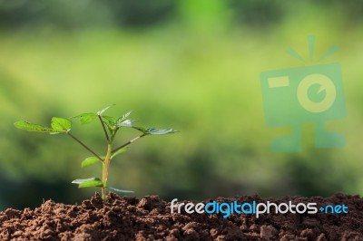 Plant On Soil And Sunlight Stock Photo