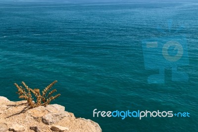 Plant On The Cliff Stock Photo