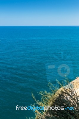 Plant On The Cliff Stock Photo