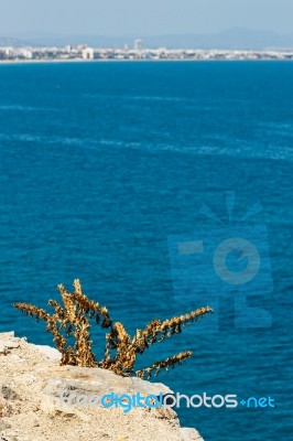 Plant On The Cliff Stock Photo