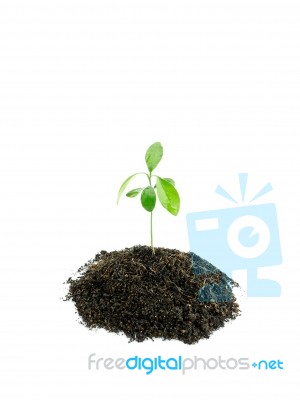 Plant On White Stock Photo