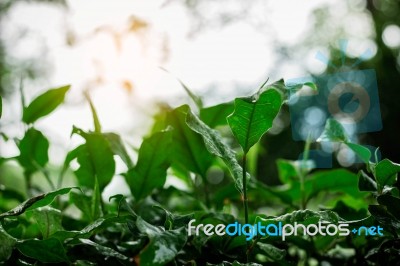 Plant Refreshing In Rainy Season Stock Photo