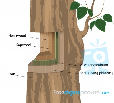 Plant Structure Scene Stock Image