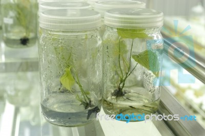 Plant Tissue Culture Stock Photo