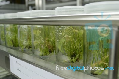 Plant Tissue Culture Stock Photo