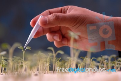 Plant Tissue Culture Stock Photo