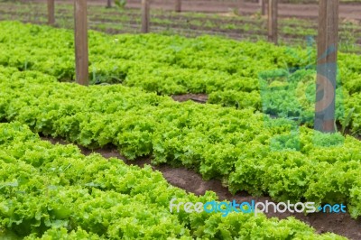 Plantation Of Lettuce In A Greenhouse In The Organic Garden Stock Photo