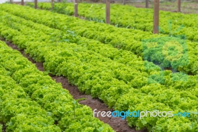 Plantation Of Lettuce In A Greenhouse In The Organic Garden Stock Photo