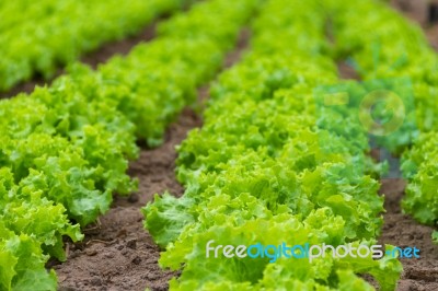 Plantation Of Lettuce In A Greenhouse In The Organic Garden Stock Photo