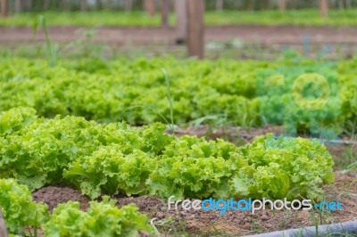 Plantation Of Lettuce In A Greenhouse In The Organic Garden Stock Photo