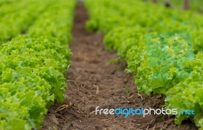 Plantation Of Lettuce In A Greenhouse In The Organic Garden Stock Photo