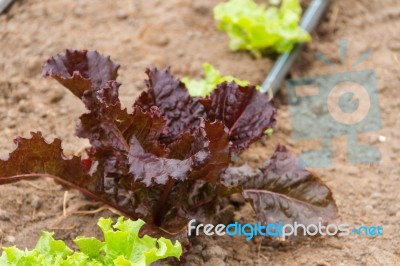 Plantation Of Lettuce In A Greenhouse In The Organic Garden Stock Photo