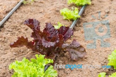 Plantation Of Lettuce In A Greenhouse In The Organic Garden Stock Photo