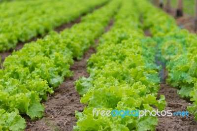 Plantation Of Lettuce In A Greenhouse In The Organic Garden Stock Photo