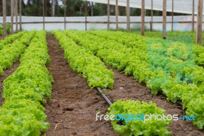 Plantation Of Lettuce In A Greenhouse In The Organic Garden Stock Photo