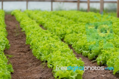 Plantation Of Lettuce In A Greenhouse In The Organic Garden Stock Photo