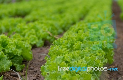 Plantation Of Lettuce In A Greenhouse In The Organic Garden Stock Photo