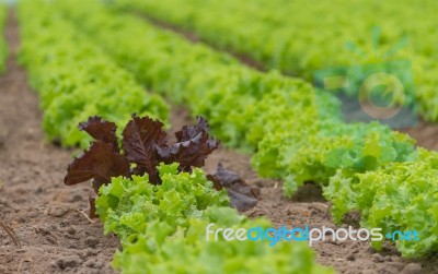 Plantation Of Lettuce In A Greenhouse In The Organic Garden Stock Photo