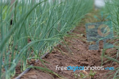 Plantation Of Onions In Greenhouse Organic Garden Stock Photo