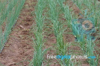 Plantation Of Onions In Greenhouse Organic Garden Stock Photo