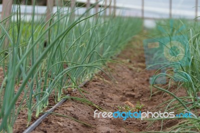 Plantation Of Onions In Greenhouse Organic Garden Stock Photo