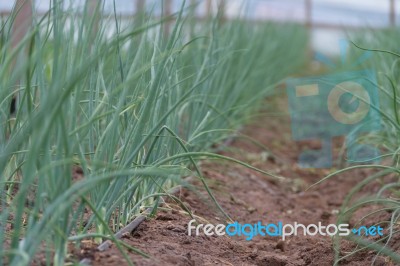 Plantation Of Onions In Greenhouse Organic Garden Stock Photo