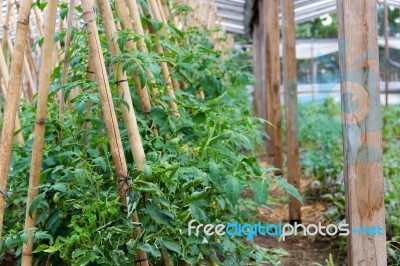 Plantation Of Tomatoes In The Organic Garden Stock Photo