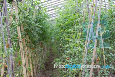 Plantation Of Tomatoes In The Organic Garden Stock Photo