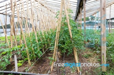 Plantation Of Tomatoes In The Organic Garden Stock Photo