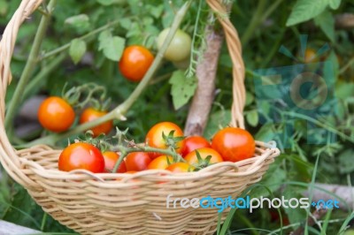 Plantation Of Tomatoes In The Organic Garden Stock Photo