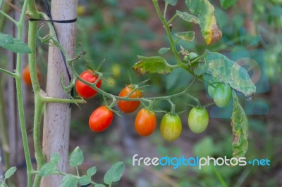 Plantation Of Tomatoes In The Organic Garden Stock Photo