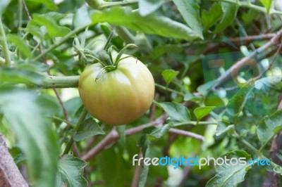 Plantation Of Tomatoes In The Organic Garden Stock Photo