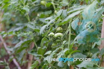 Plantation Of Tomatoes In The Organic Garden Stock Photo