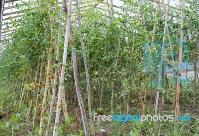 Plantation Of Tomatoes In The Organic Garden Stock Photo