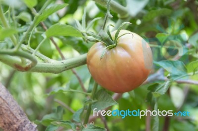 Plantation Of Tomatoes In The Organic Garden Stock Photo