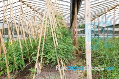 Plantation Of Tomatoes In The Organic Garden Stock Photo