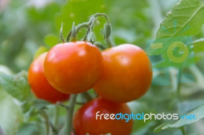 Plantation Of Tomatoes In The Organic Garden Stock Photo