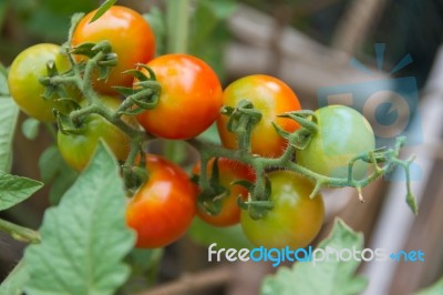 Plantation Of Tomatoes In The Organic Garden Stock Photo