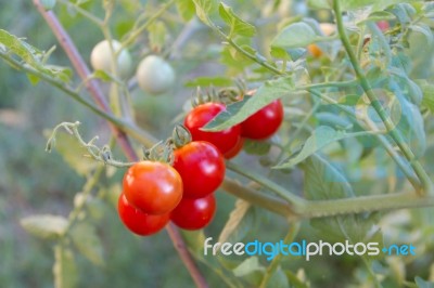 Plantation Of Tomatoes In The Organic Garden Stock Photo